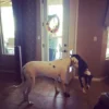 In Or Out Pet Products